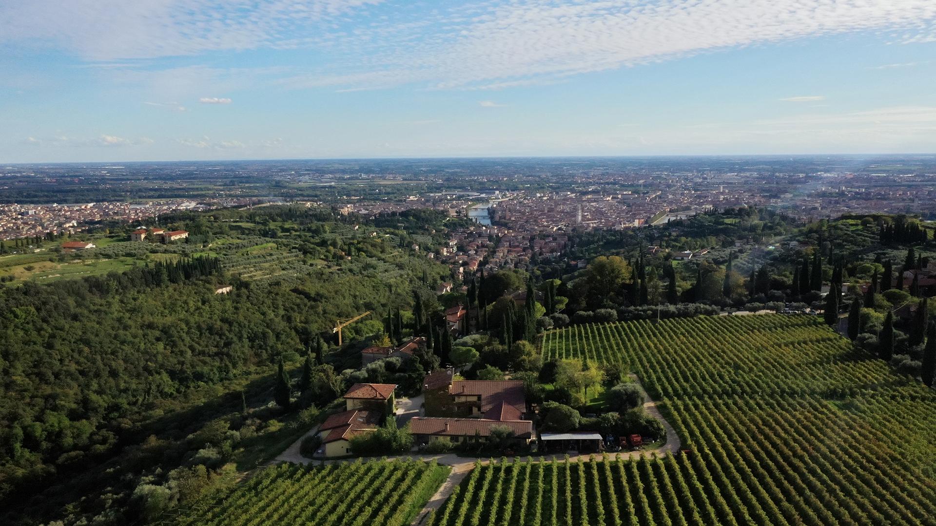 Giovane agricoltore sorride con un cesto di verdure fresche in un campo verde.