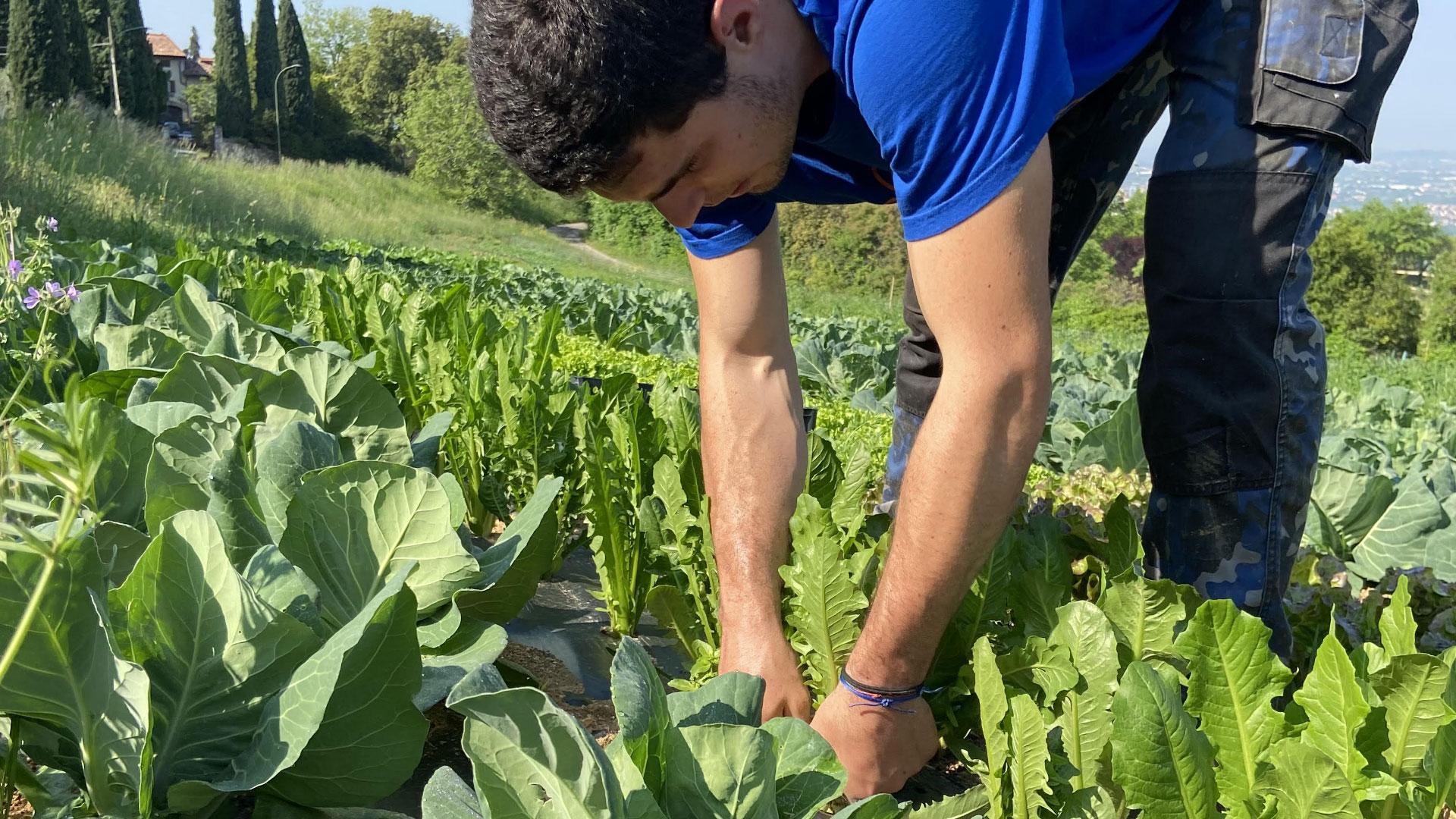 Persona che lavora in un campo coltivato con verdure verdi e fresche.