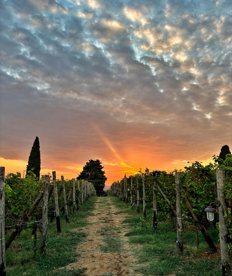 Vigneto al tramonto con cielo nuvoloso e luce dorata all'orizzonte.