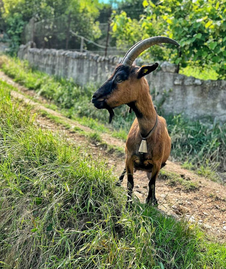 Capra marrone con campanaccio, in un sentiero erboso vicino a un muro di pietra.