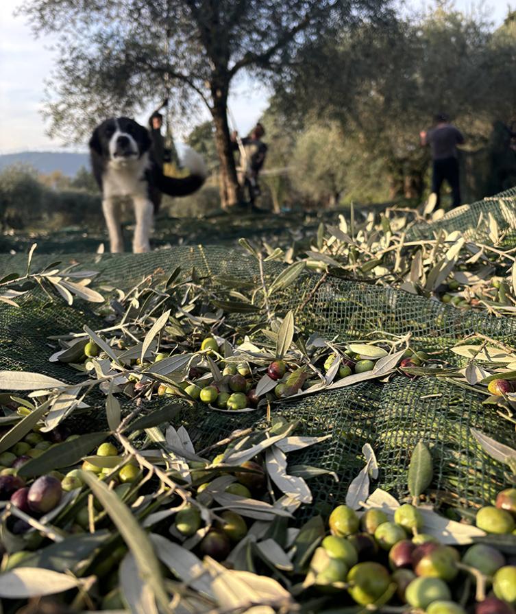 Raccolta delle olive con un cane e persone tra gli alberi.